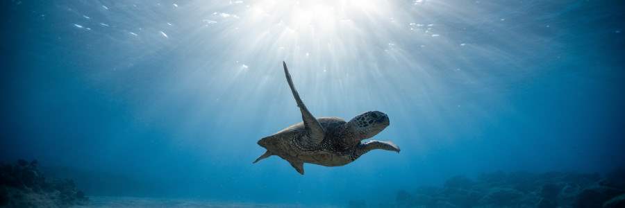 Operatore del mare e delle acque interne