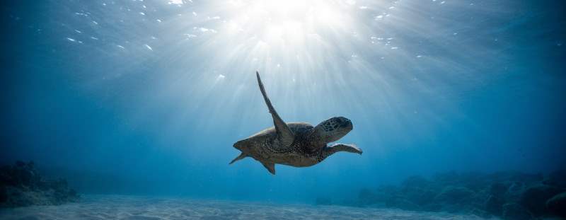 Operatore del mare e delle acque interne